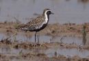 Pacific Golden Plover, China 4th of May 2009 Photo: Christian Andersen Jensen