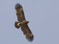 Greater Spotted Eagle, 3cy with adult Steppe Buzzards, Egypt 12th of April 2009 Photo: Rune Sø Neergaard