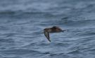 Sooty Shearwater, Faeroes Islands 12th of August 2009 Photo: Silas K.K. Olofson