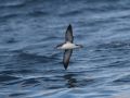 Manx Shearwater, Faeroes Islands 12th of August 2009 Photo: Silas K.K. Olofson