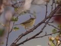 Willow Warbler, Faeroes Islands 24th of August 2009 Photo: Silas K.K. Olofson