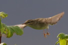 Arctic Warbler, Faeroes Islands 25th of August 2009 Photo: Silas K.K. Olofson