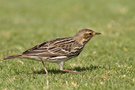 Red-throated Pipit, Egypt 18th of April 2009 Photo: Rune Sø Neergaard
