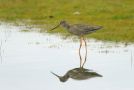 Spotted Redshank, Sweden 6th of August 2009 Photo: Poul  Reib