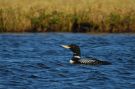Yellow-billed Loon, Adult sommerdragt, Russian Federation (outside WP) 4th of July 2007 Photo: Jon Lehmberg