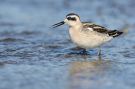 Red-necked Phalarope, 1cy, Sweden 30th of August 2009 Photo: Daniel Pettersson