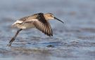 Curlew Sandpiper, 1cy taking off, Sweden 1st of September 2009 Photo: Daniel Pettersson