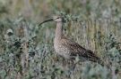 Whimbrel, Iceland 9th of July 2009 Photo: Leif Bolding