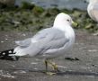 Ring-billed Gull, Adult, Ireland 24th of March 2009 Photo: Lars Rudfeld