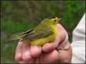 Wilson's Warbler, Canada 24th of May 2009 Photo: Mikkel Høegh Post