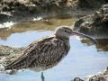 Whimbrel, Spain 3rd of February 2009 Photo: Torben Laursen