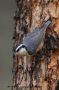 Red-breasted Nuthatch, Canada June 2009 Photo: Otto Samwald