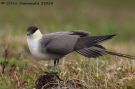 Long-tailed Jaeger, USA 5th of June 2009 Photo: Otto Samwald