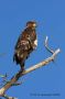 Bald Eagle, USA 6th of June 2009 Photo: Otto Samwald