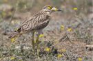 Eurasian Stone-curlew, Romania 22nd of August 2009 Photo: Luca Andrei Dehelean