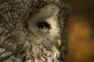 Great Grey Owl, Sweden 2nd of October 2009 Photo: Thomas Bernhardsson