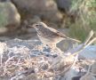 Berthelot's Pipit, Spain 5th of February 2008 Photo: Torben Laursen