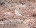 Berthelot's Pipit, Spain 15th of February 2008 Photo: Torben Laursen
