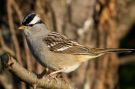 White-crowned Sparrow, White-crowned Sparrow, USA 12th of October 2009 Photo: Frode Jacobsen