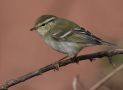 Yellow-browed Warbler, Germany 8th of October 2009 Photo: Jan Ole Kriegs