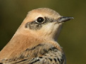 Western Black-eared Wheatear, Sweden 14th of October 2009 Photo: Alf Petersson