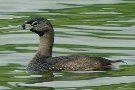 Pied-billed Grebe, Azores 7th of August 2009 Photo: Richard Bonser