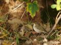 Arctic Warbler, Faeroes Islands 15th of October 2009 Photo: Silas K.K. Olofson