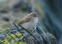 Common Chiffchaff, Faeroes Islands 19th of October 2009 Photo: Silas K.K. Olofson