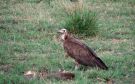 Hooded Vulture, South Africa 15th of November 2006 Photo: Jens Thalund