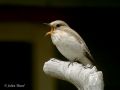 Spotted Flycatcher, France 9th of May 2006 Photo: Thurel Julien