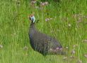 Helmeted Guineafowl, South Africa 23rd of November 2006 Photo: Jens Thalund