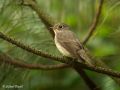 Dark-sided Flycatcher, China 18th of May 2009 Photo: Thurel Julien