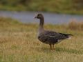 Greater White-fronted Goose, Faeroes Islands 26th of October 2009 Photo: Silas K.K. Olofson