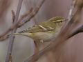 Yellow-browed Warbler, Faeroes Islands 29th of October 2009 Photo: Silas K.K. Olofson