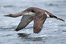 Red-throated Loon, ad., Iceland 19th of July 2009 Photo: Lars Gabrielsen
