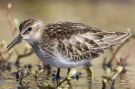 Least Sandpiper, USA 19th of October 2009 Photo: Frode Jacobsen