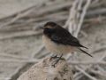 Cyprus Wheatear, 2nd bird in 4 days! the 1st was at Ashdod, Israel 3rd of November 2009 Photo: Oz Horine