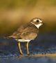 Semipalmated Plover, USA 23rd of October 2009 Photo: Frode Jacobsen