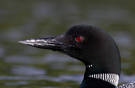 Great Northern Loon, ad., Canada 18th of July 2009 Photo: Zbigniew Kajzer