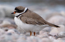 Semipalmated Plover, adult summer, Canada 10th of August 2009 Photo: Zbigniew Kajzer