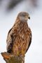 Red Kite, Sweden 12th of February 2009 Photo: Henrik Just