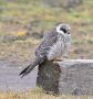 Red-footed Falcon, 1cy, Sweden 13th of November 2009 Photo: Ronny Hans Ingemar Svensson