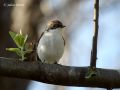 European Pied Flycatcher, France 10th of May 2006 Photo: Thurel Julien