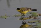 Western Yellow Wagtail, male 