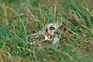 Short-eared Owl, Med markmus, Denmark 20th of November 2009 Photo: Helge Sørensen