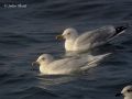 Iceland Gull, ad., France 16th of January 2007 Photo: Thurel Julien