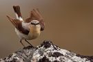 Northern Wheatear, Norway 13th of July 2009 Photo: Henrik Just