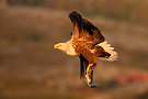 White-tailed Eagle, Næsten 