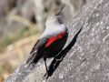 Wallcreeper, At about 2600 m a.s.l. in Darma Valley, India 27th of October 2009 Photo: Paul Patrick Cullen