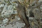 Yellow-billed Cuckoo, Azores 22nd of October 2009 Photo: Richard Bonser